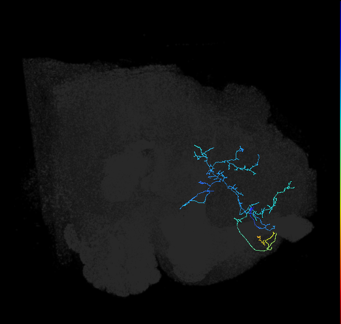 ADL18s_pct(aSP5)_R
