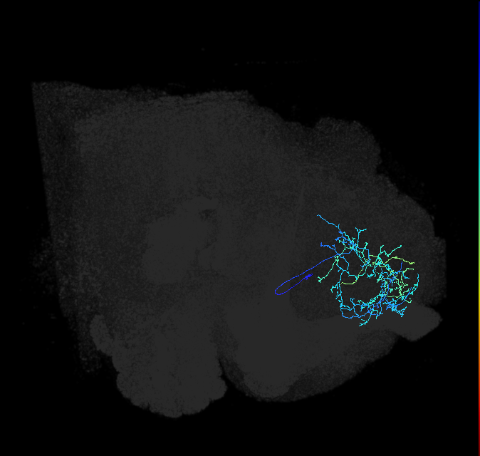 ADL09lb_pct_R