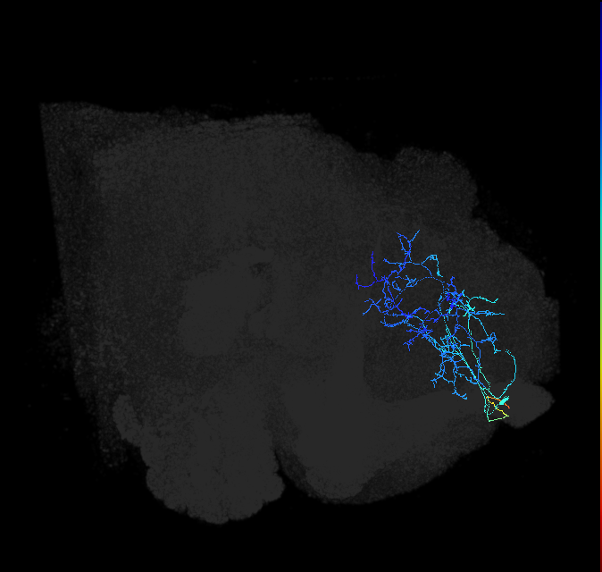 ADL17c_pct_R