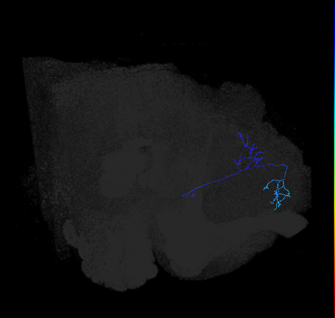 ADL11h_c_pct_R