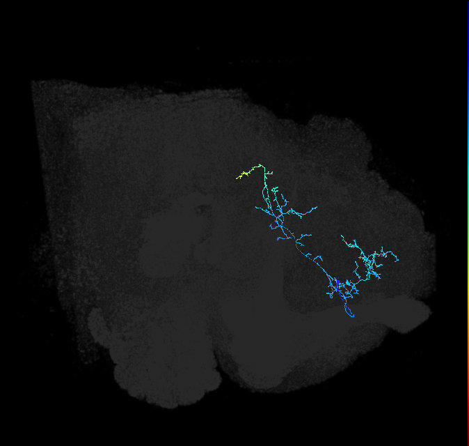 ADL18p_pct_R