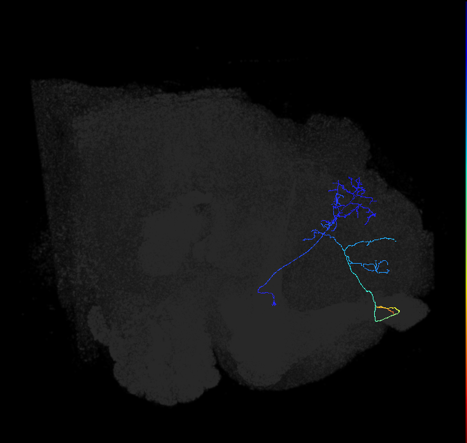 ADL13m_pct_R