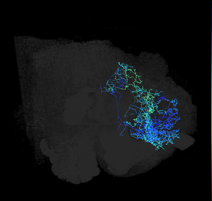 ADL02lt_pct_R