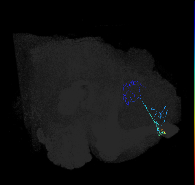 ADL17d_c_pct_R