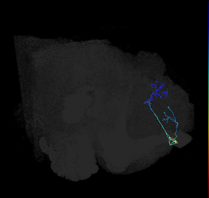 ADL17d_d_pct_R