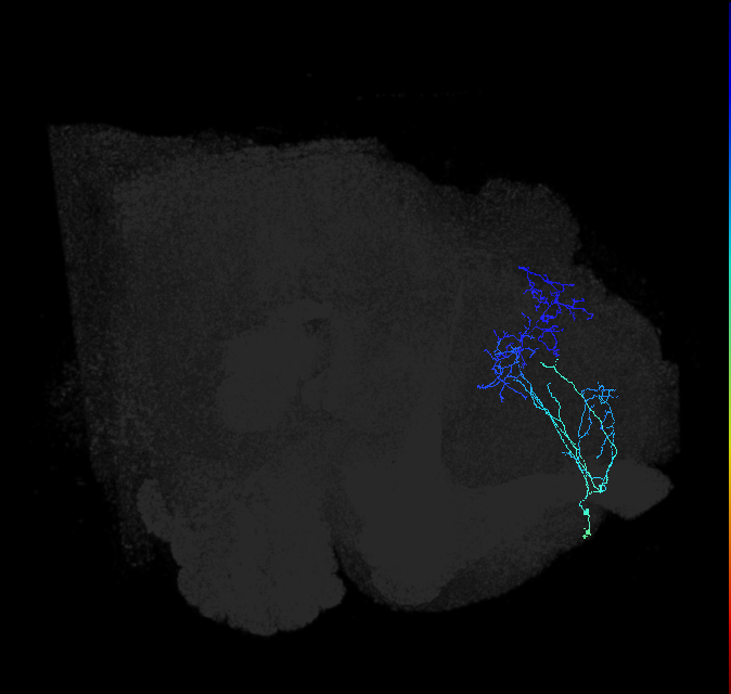 ADL17oa_pct_R