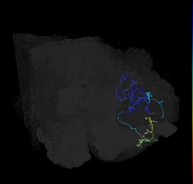 ADL15q_pct_R