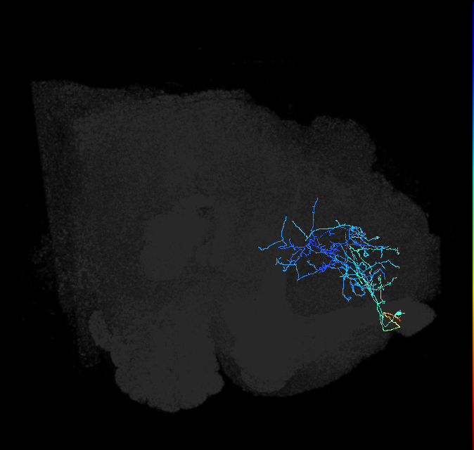 ADL17c_pct_R