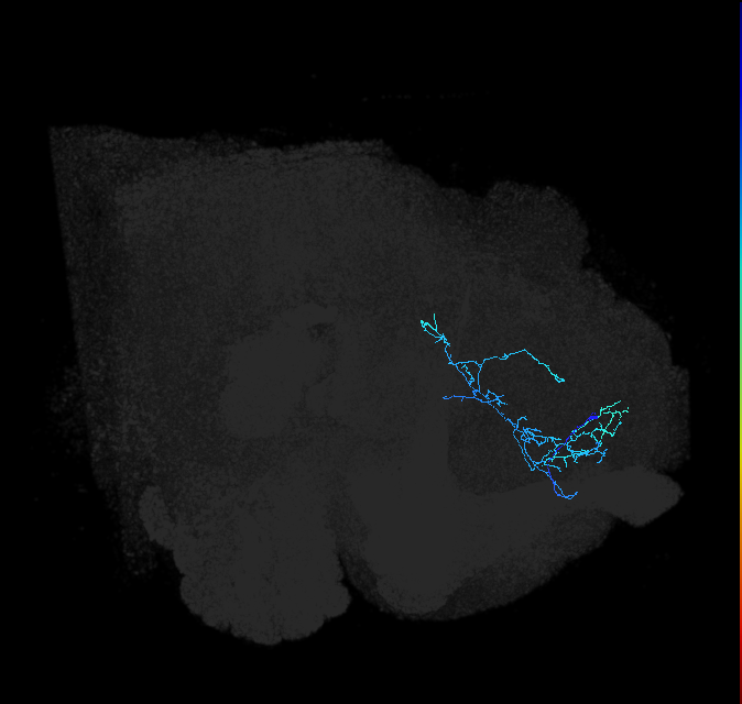 ADL18m_pct_R