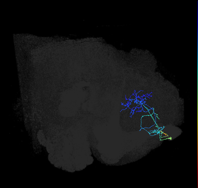ADL17ob_pct_R