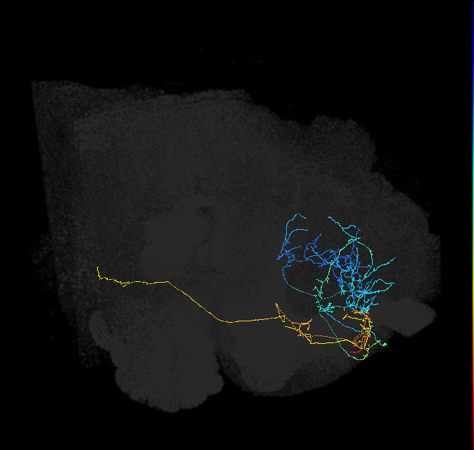 ADL28h_pct_R