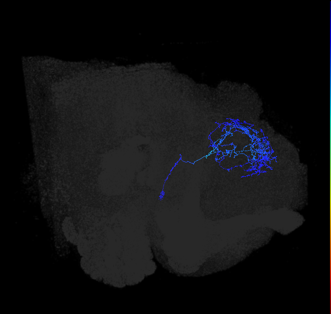 ADL24p_pct_R