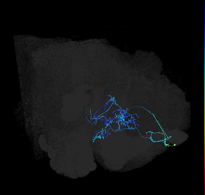 ADL17j_pct_R
