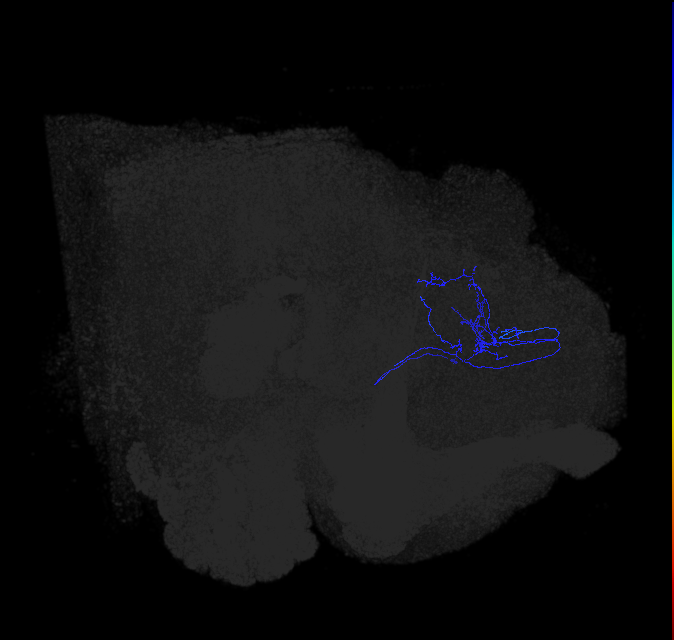ADL01p_pct_R