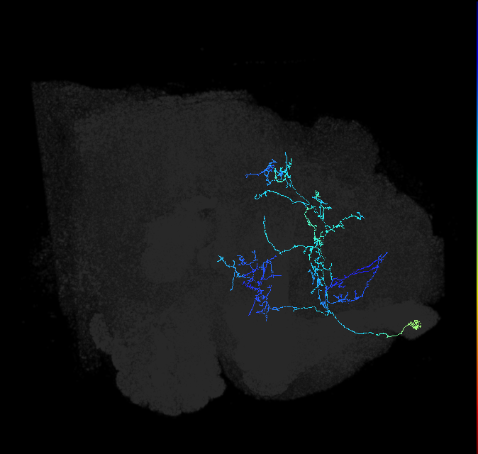 ADL28e_pct_R