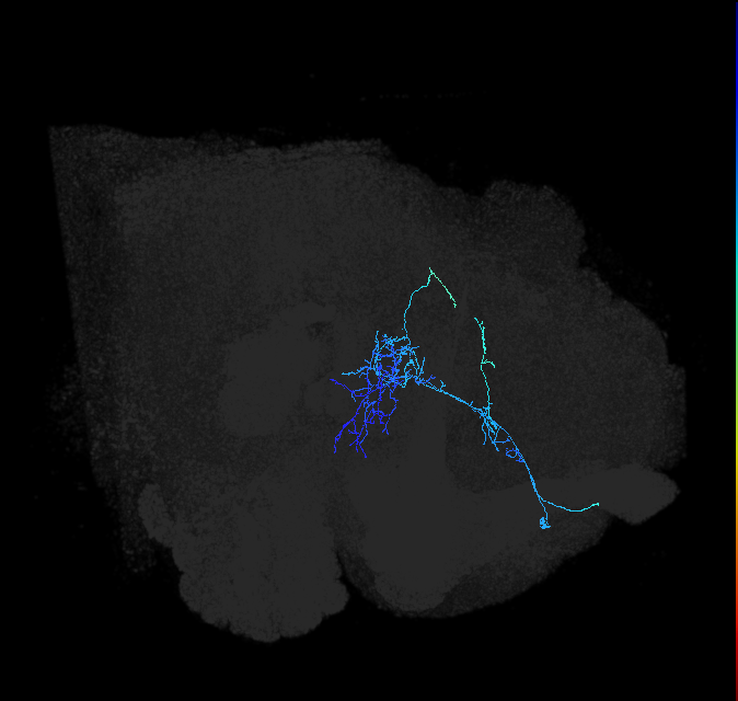ADL14m_c_pct_R