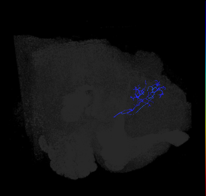 ADL05p_pct_R