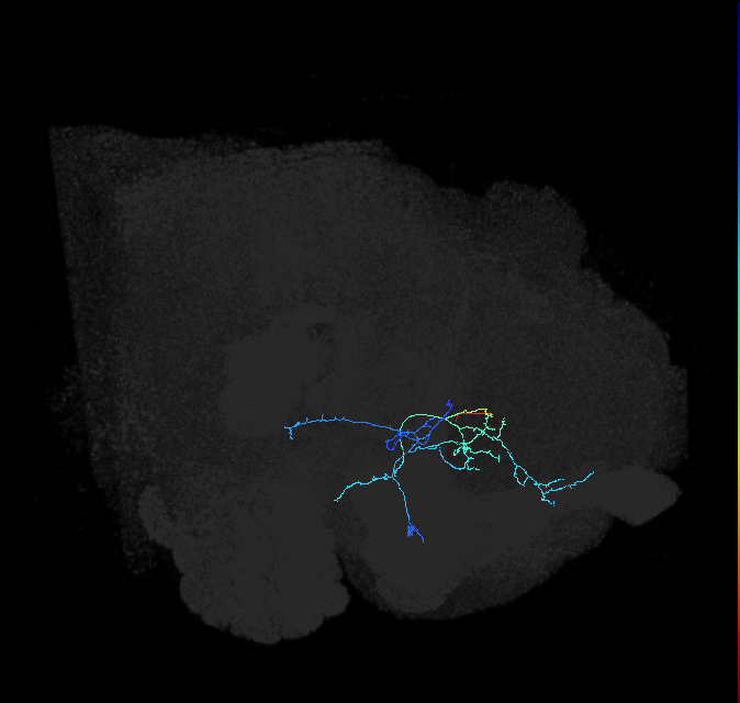 AVL08os_pct(aIP1b)_R