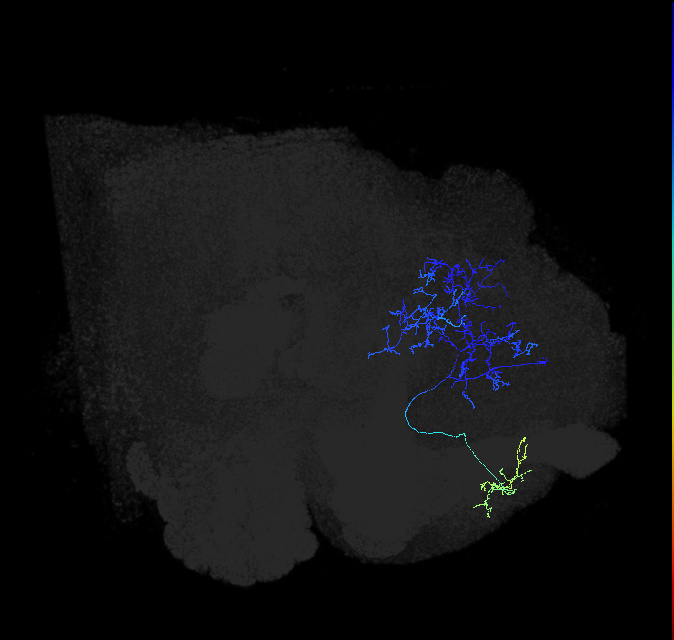 ADL15q_pct_R