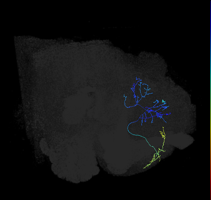 ADL15p_b_pct_R