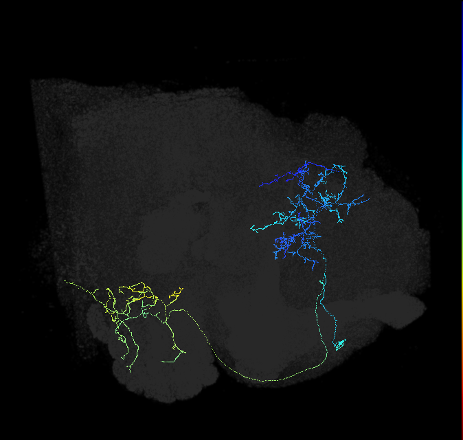 ADL28i_pct_R