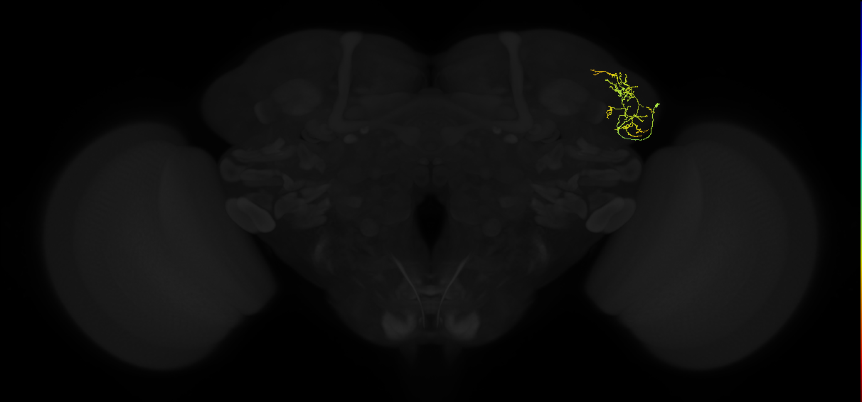 ADL01n_c_pct(pSP9)_R