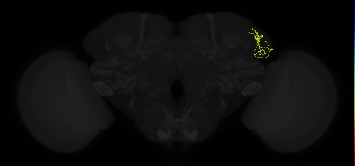 ADL01n_c_pct(pSP9)_R