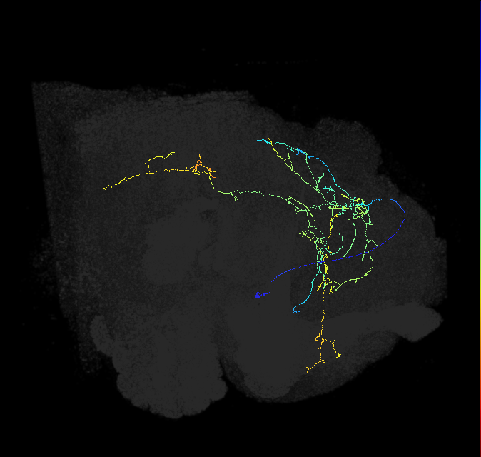 ADL07or_pct(aSP7b)_R