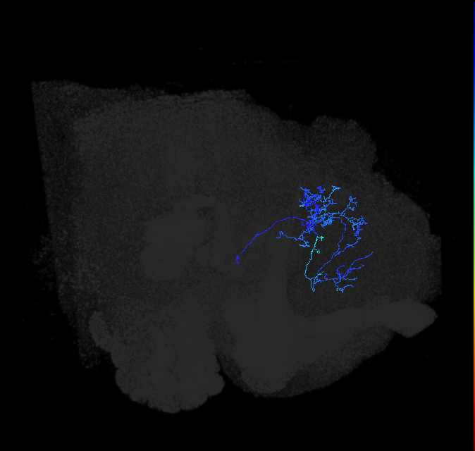 ADL24j_pct_R