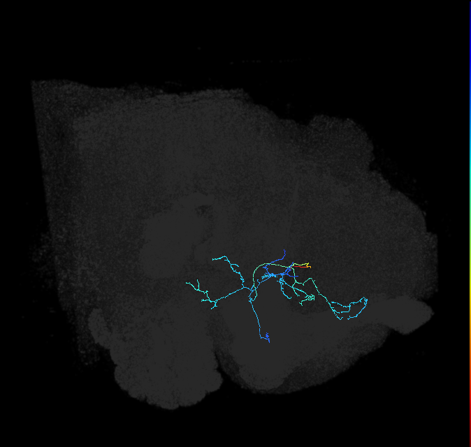 AVL08os_pct(aIP1b)_R