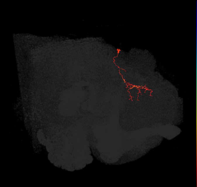 (PDM21)_L