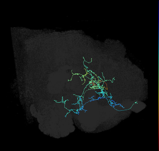 ADL28g_pct_R