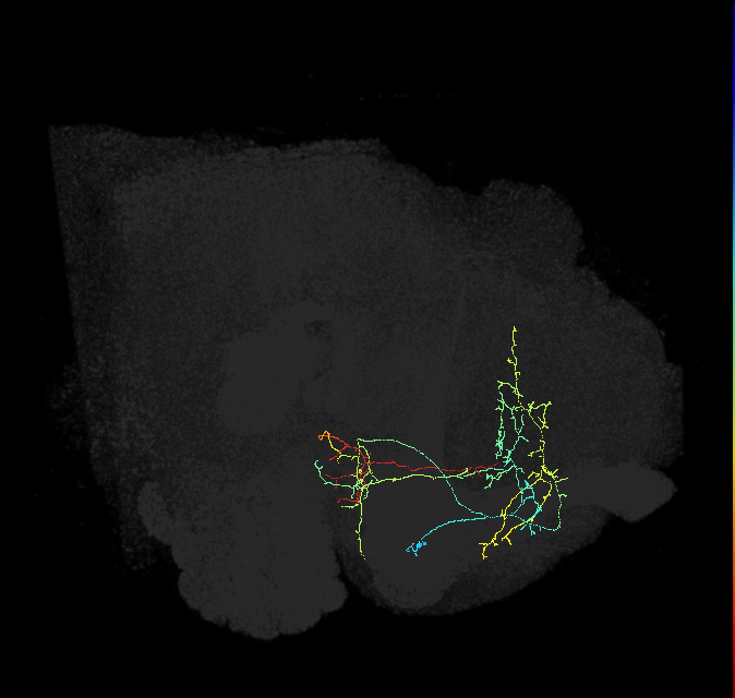 ADL06h_pct(aSP14a)_R
