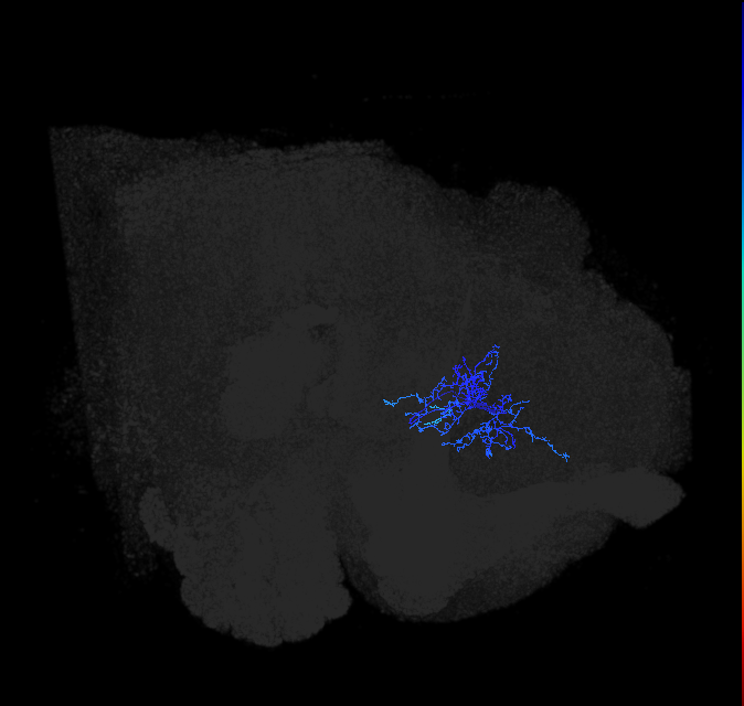 ADL01d_pct(aSP6b)_R