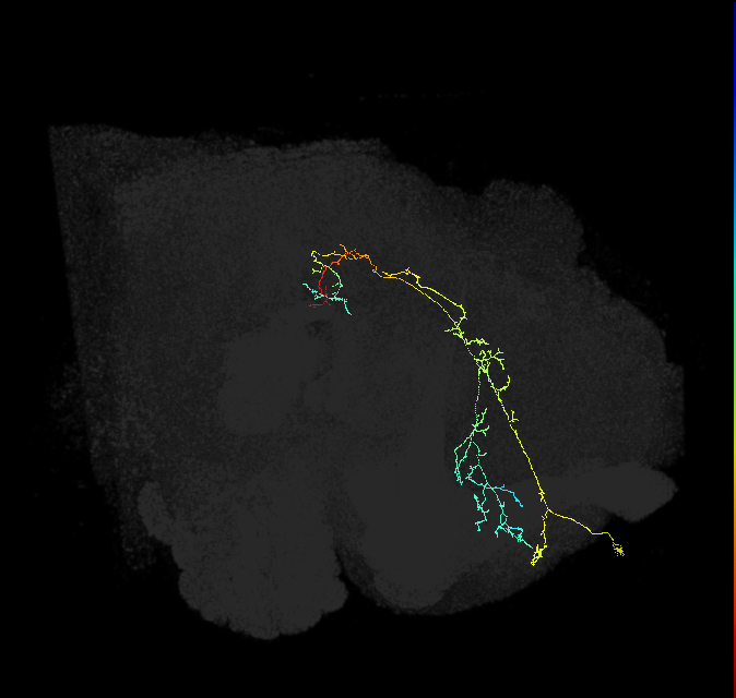 ADM01oz_pct(aSP1a)_R