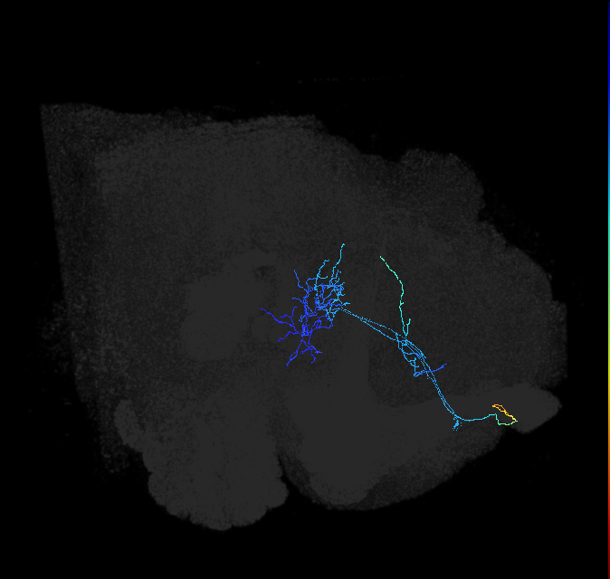 ADL14m_c_pct_R