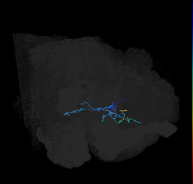 aSP8(aSP8a)_R