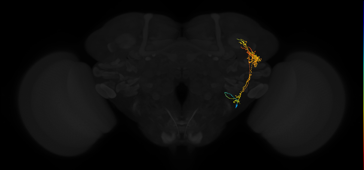 AVL01lc_pct_R