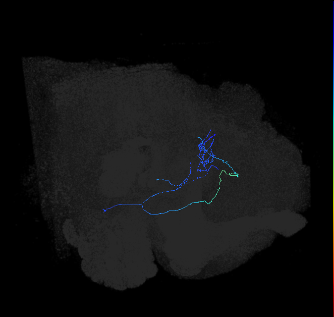 AVL02or_pct_R