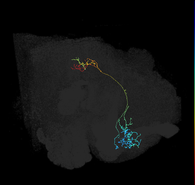 ADL08h_pct(aSP11a)_R