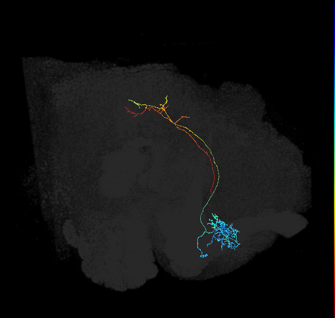 ADL08h_pct(aSP11a)_R
