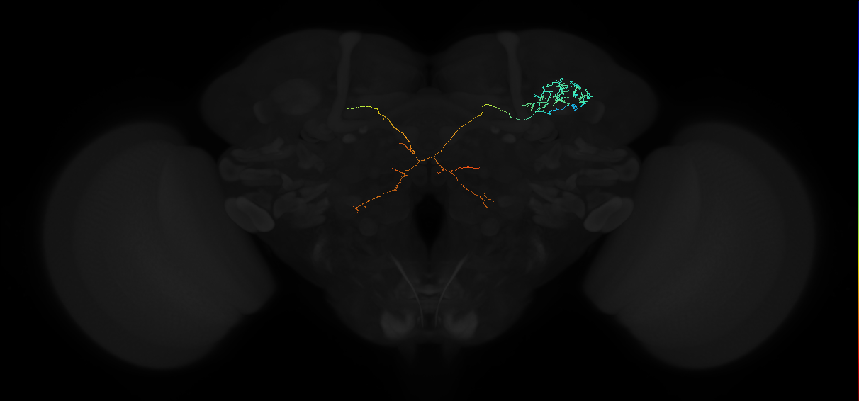 ADL08h_pct(aSP11a)_R