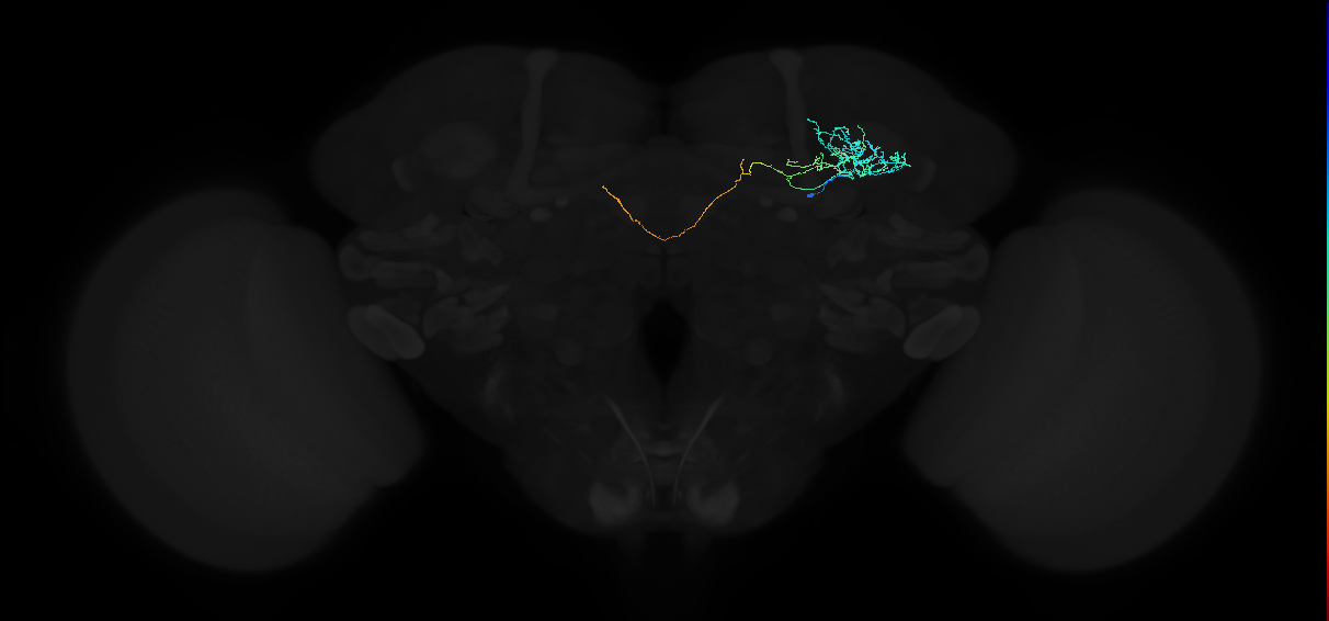 ADL08i_a_pct(aSP11b)_R