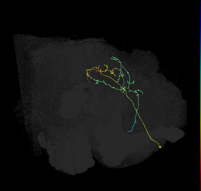 ADM01lj_pct(aSP1a)_R