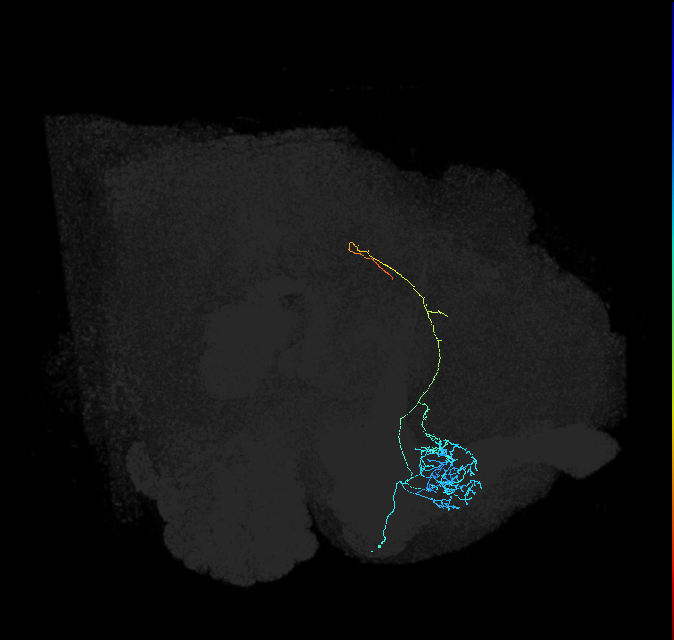 ADL08i_a_pct(aSP11b)_R