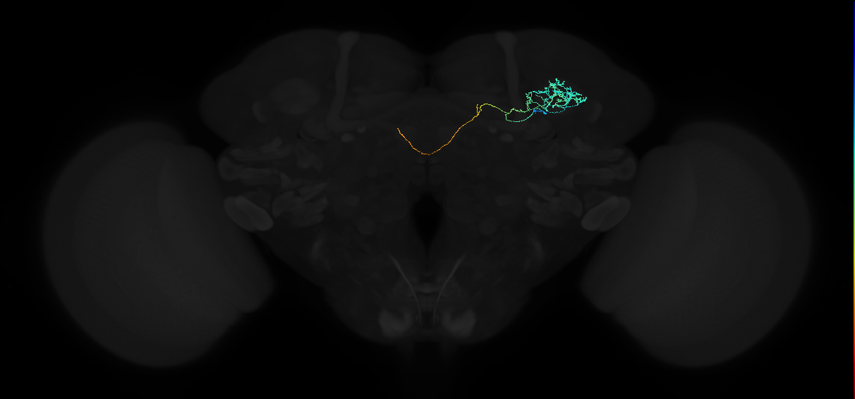 ADL08i_a_pct(aSP11b)_R