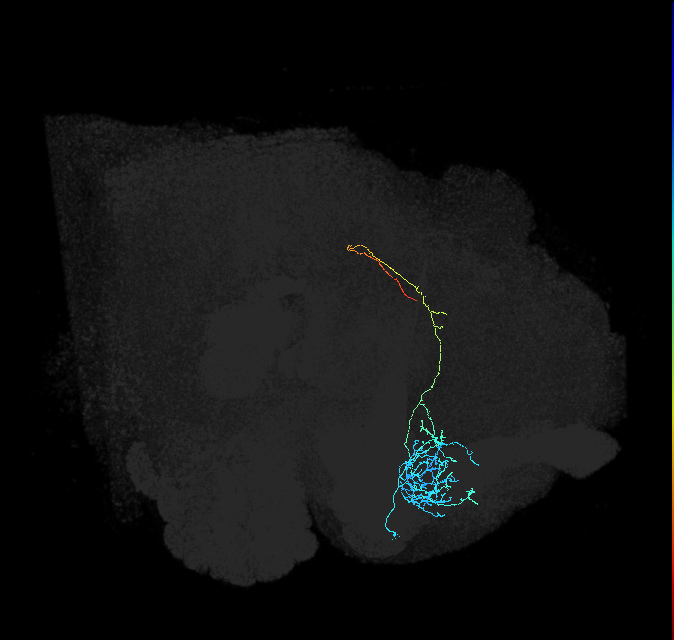 ADL08i_a_pct(aSP11b)_R