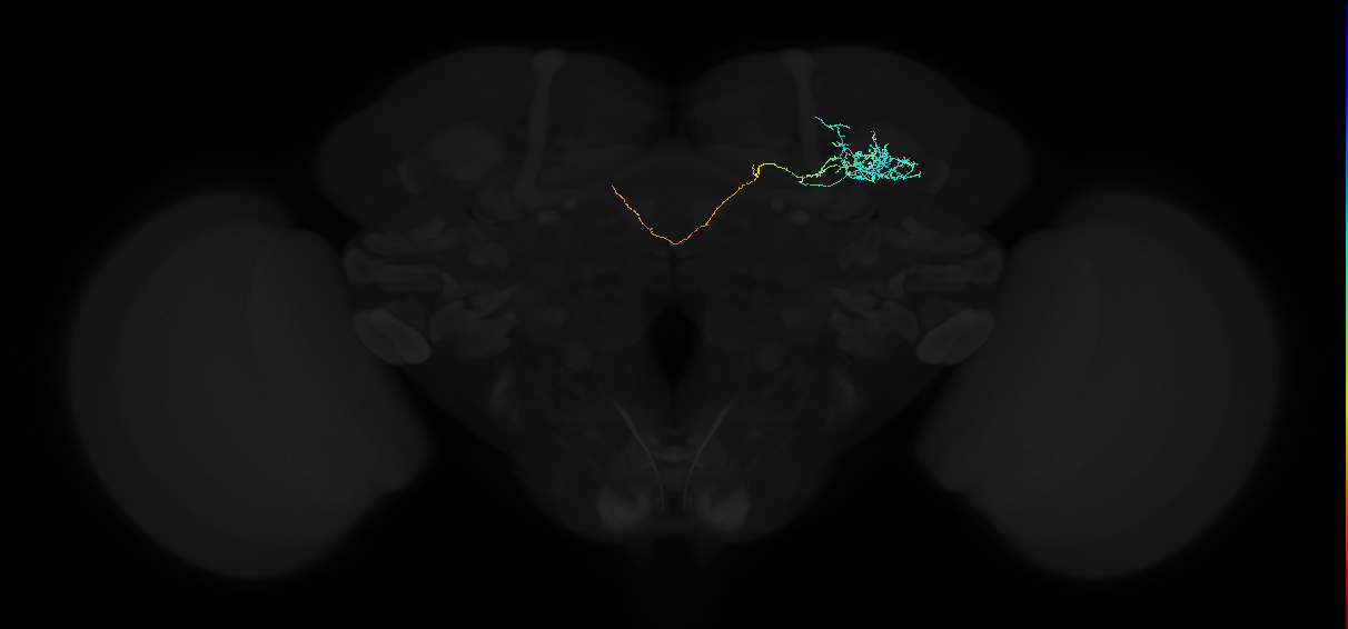 ADL08i_a_pct(aSP11b)_R