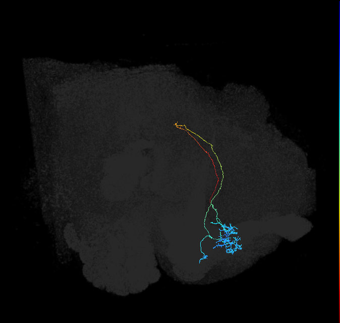 ADL08i_a_pct(aSP11b)_R