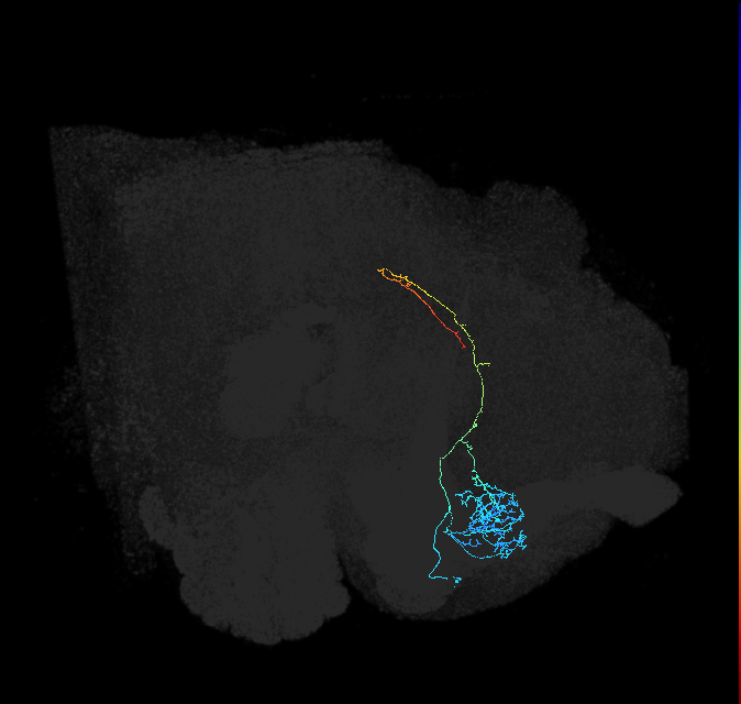 ADL08i_a_pct(aSP11b)_R
